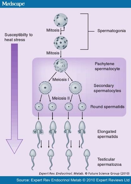 Mechanisms of Obesity-Induced Male Infertility - Page 5