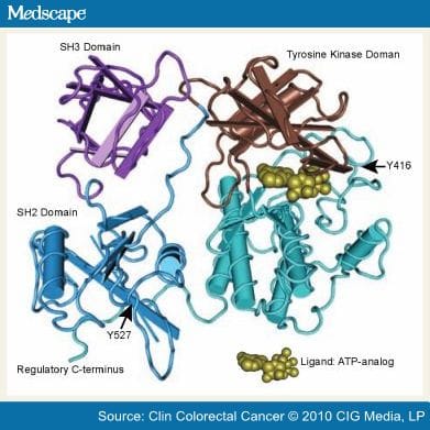 The Src Family of Protein Tyrosine Kinases: A New and Promising Target ...