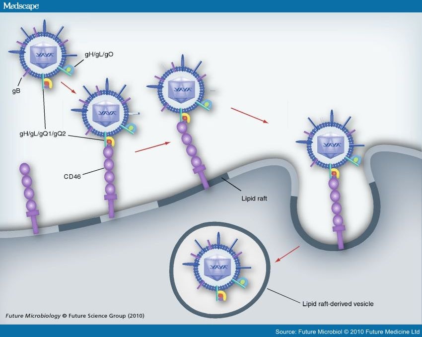 Human Herpesvirus-6 Entry Into Host Cells