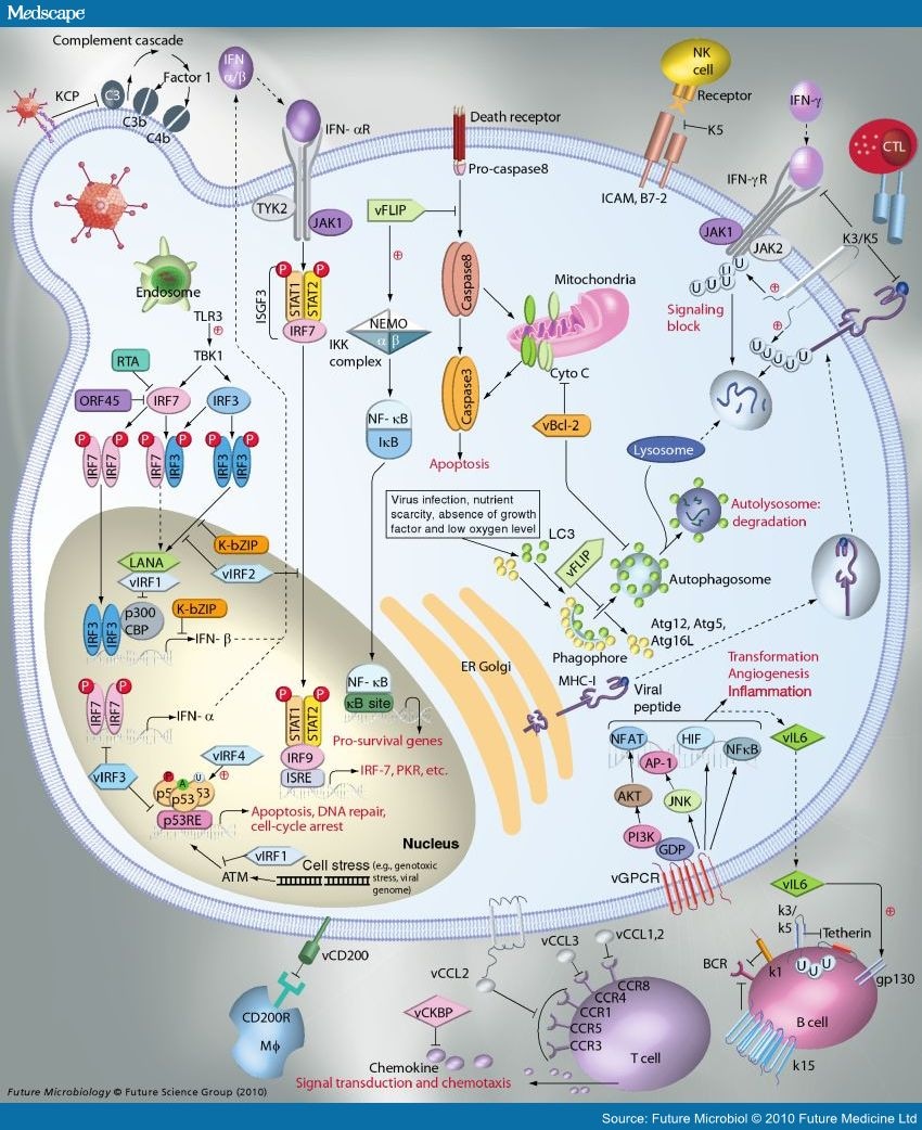 Immune Evasion by Kaposi's Sarcoma-associated Herpesvirus