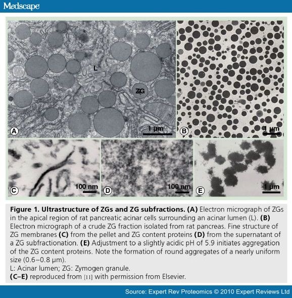 Proteomic Analysis of Zymogen Granules - Page 2