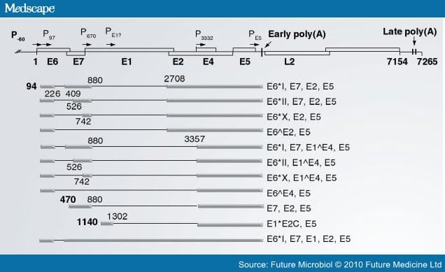 Human Papillomavirus: Gene Expression and Regulation - Page 4