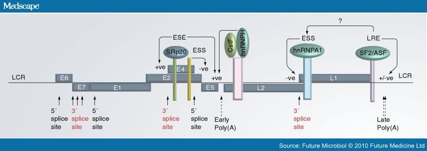 Human Papillomavirus: Gene Expression and Regulation - Page 4