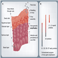 Human Papillomavirus: Gene Expression and Regulation - Page 3