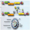 Retroviral Vectors for Gene Therapy - Page 2