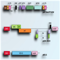 Retroviral Vectors for Gene Therapy