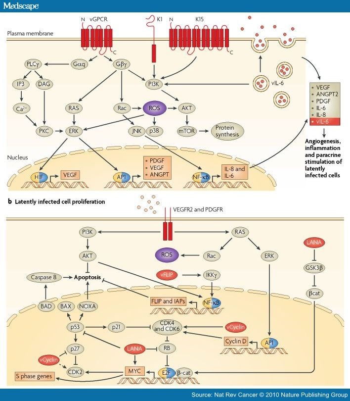 Kaposi's Sarcoma And Its Associated Herpesvirus