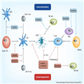 Role of Tyrosine Kinase Inhibitors in Tumor Immunology - Page 4