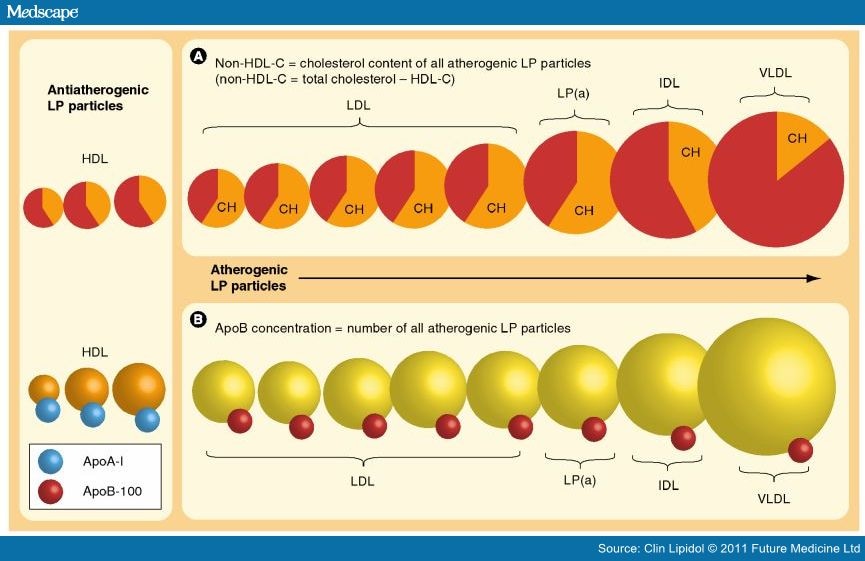 LDL-C Or Apob As The Best Target For Reducing CHD - Page 2