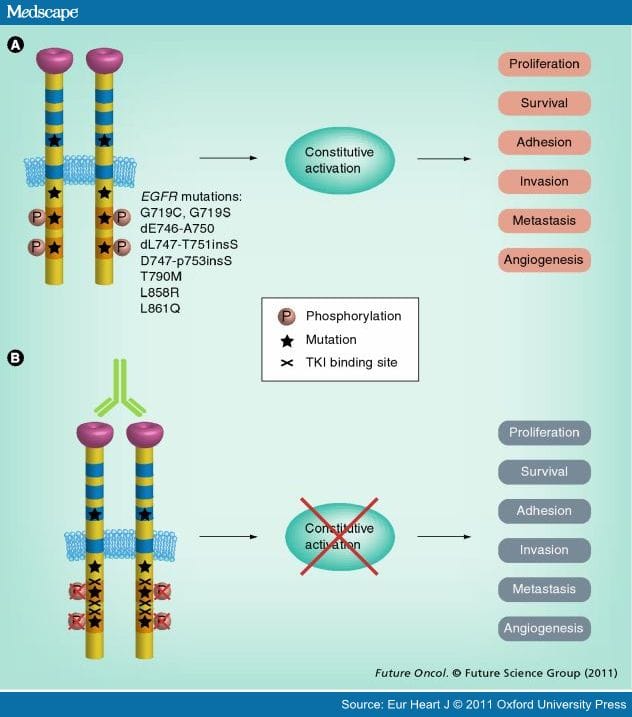Landscape of EGFR Pathways and Personalized Management of NSCLC - Page 3