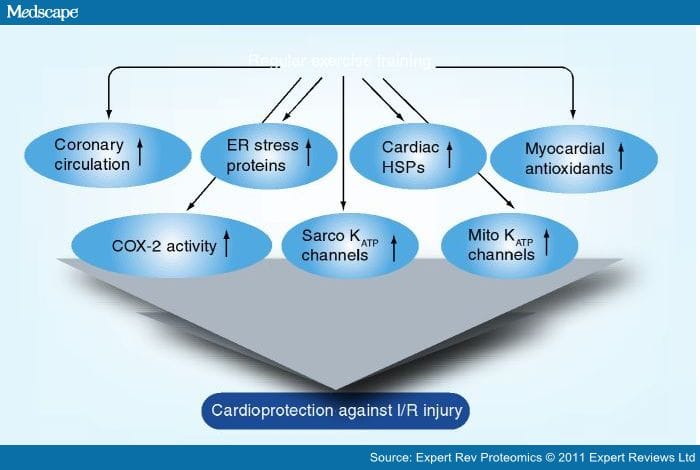 Cardiac Proteomic Responses to Ischemia - Page 12