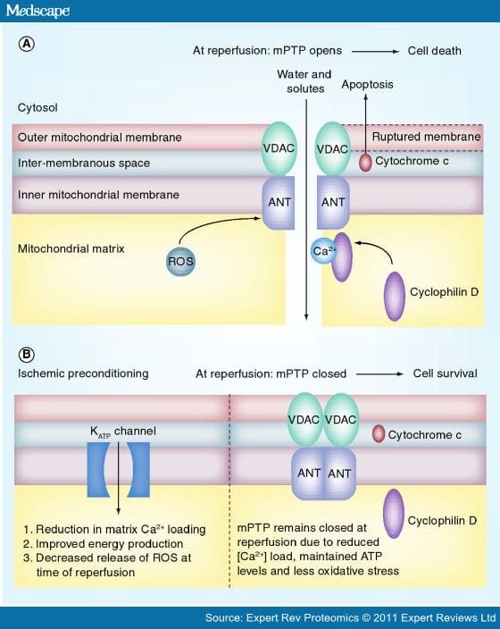 Cardiac Proteomic Responses to Ischemia - Page 2
