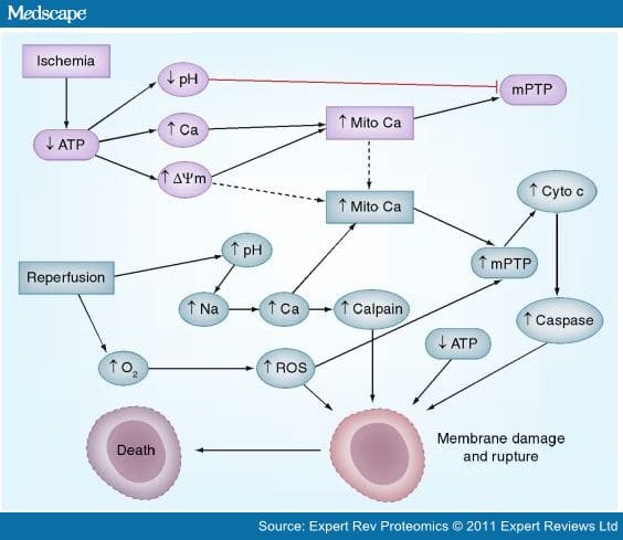 Cardiac Proteomic Responses to Ischemia - Page 2