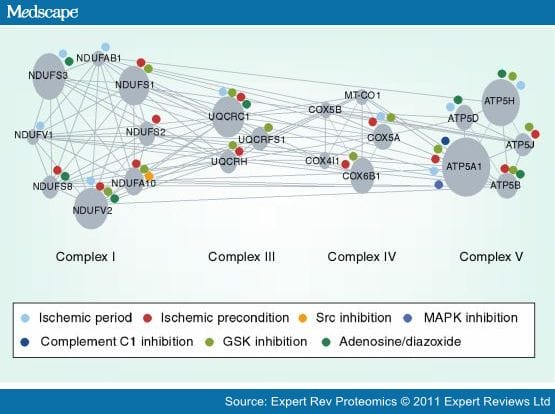 Cardiac Proteomic Responses to Ischemia - Page 8