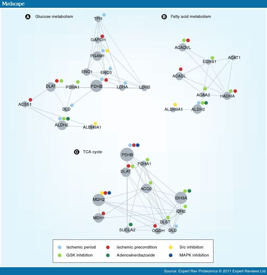 Cardiac Proteomic Responses to Ischemia - Page 9