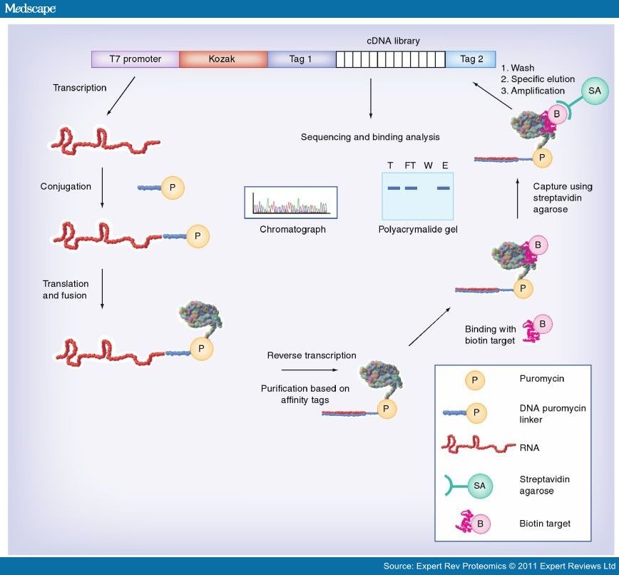 mRNA Display Selections in Protein–Protein Interactions - Page 2