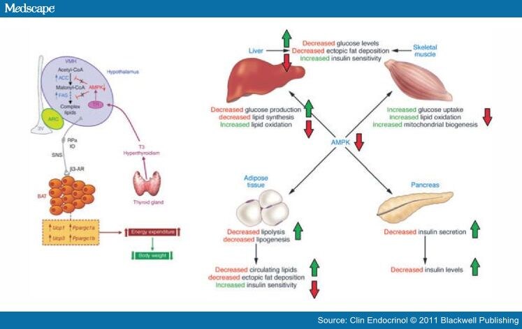 The Interface Between Thyroid and Diabetes Mellitus