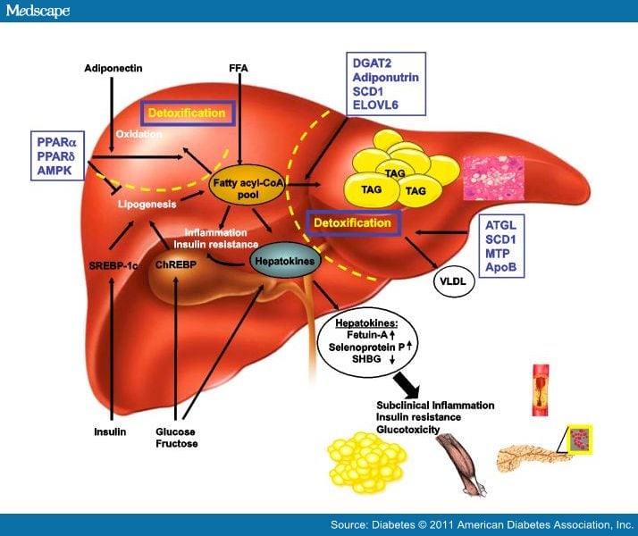 The Metabolically Benign and Malignant Fatty Liver - Page 3