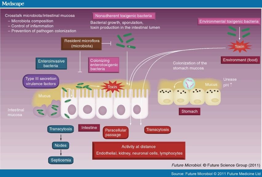 Intestinal Toxicity Bacterial Toxins Interactions With Gastrointestinal Mucosa - Page 2