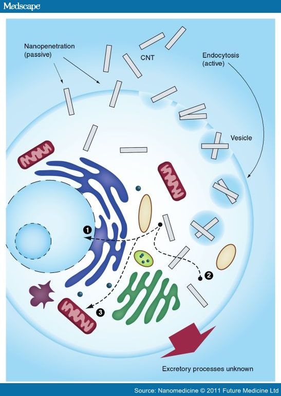 Quantum Dots and Carbon Nanotubes in Oncology - Page 3