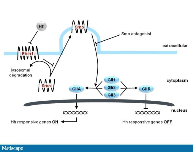 Hedgehog Pathway Inhibitors An Emerging Strategy for Cancer Therapy