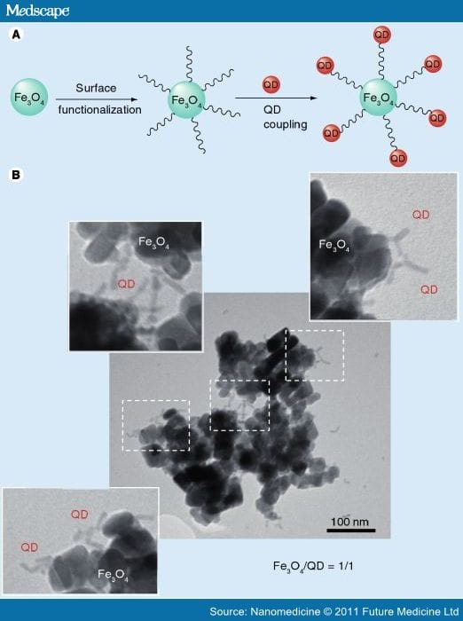 Engineering the Multifunctional Surface on Magnetic Nanoparticles for ...