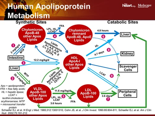 Basic Science Of Omega-3 Fatty Acids: Mechanisms And Pathophysiology ...