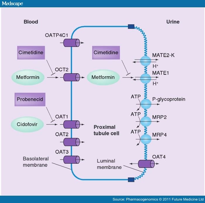 Transporter-mediated Drug-Drug Interactions