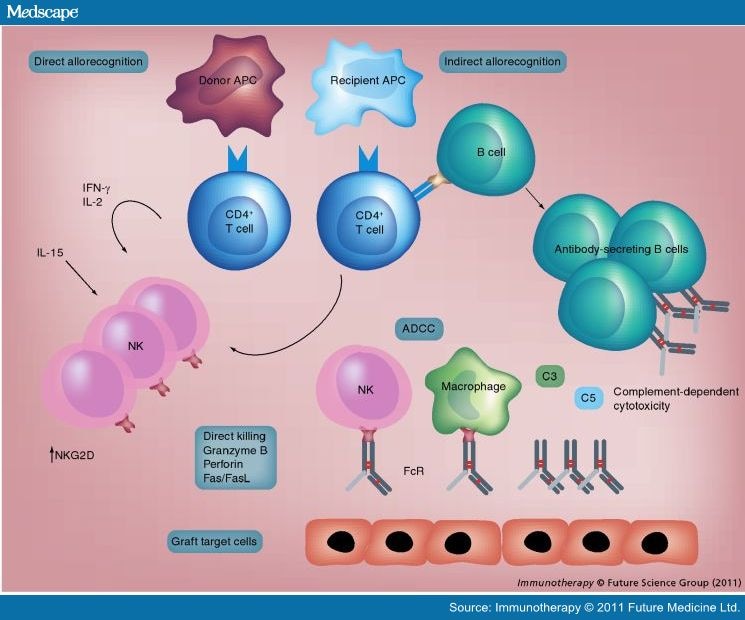 Immune Recognition and Rejection of Allogeneic Skin Grafts