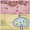 Immune Recognition and Rejection of Allogeneic Skin Grafts - Page 2