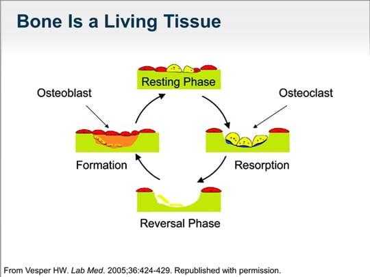 Bone Turnover Markers: Progress And Potential In Osteoporosis Treatment ...