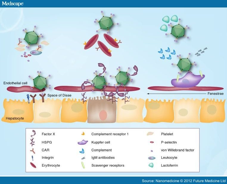 Adenovirus Interactions With Host Factors and Gene Therapy - Page 5