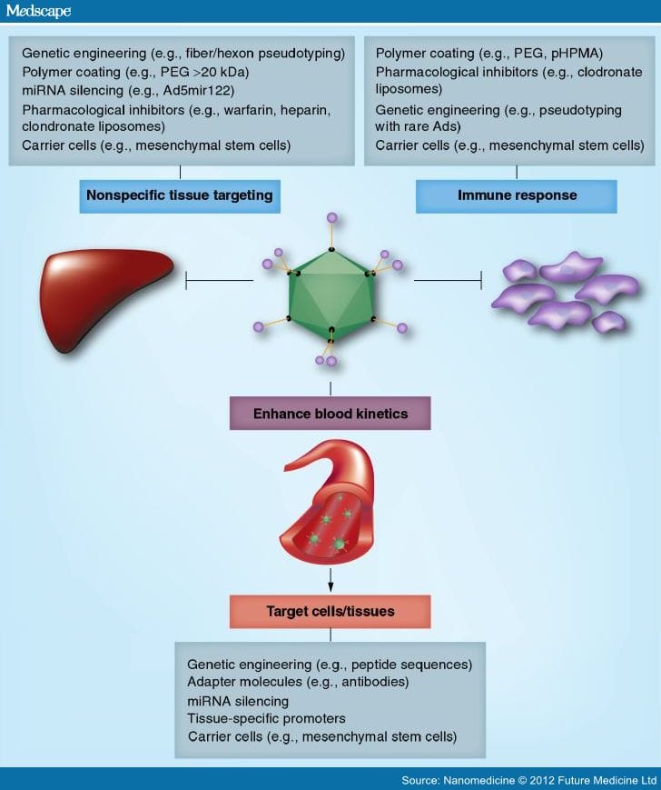 Adenovirus Interactions With Host Factors and Gene Therapy - Page 6