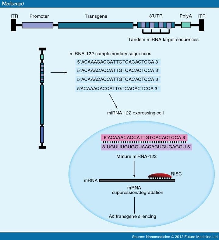 Adenovirus Interactions With Host Factors and Gene Therapy - Page 7