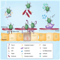 Adenovirus Interactions With Host Factors and Gene Therapy - Page 5