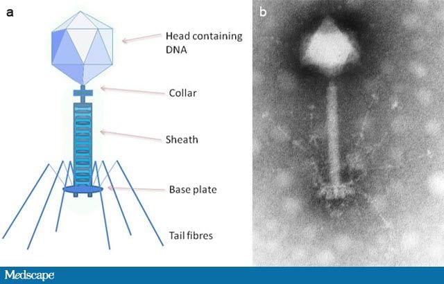 The Bacteriophage Comes of Age