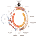 Mosquirix (RTS,S): Vaccine to Prevent Plasmodium falciparum