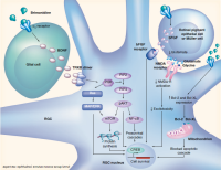 Secondary Neuroprotective Effects of Hypotensive Drugs and Potential ...