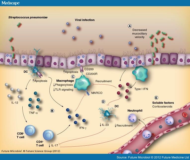 Streptococcus viridans. Streptococcus pyogenes патогенез. Streptococcus pneumoniae таксономия. Streptococcus pneumoniae семейство род вид. Streptococcus pneumoniae механизм передачи.