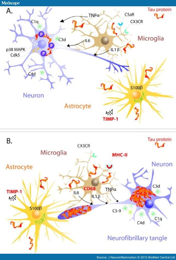 Alzheimer's Disease, Misfolded Tau, and Inflammatory Pathways - Page 8