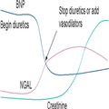 Biomarkers in AKI With Cardiorenal Syndrome - Page 3