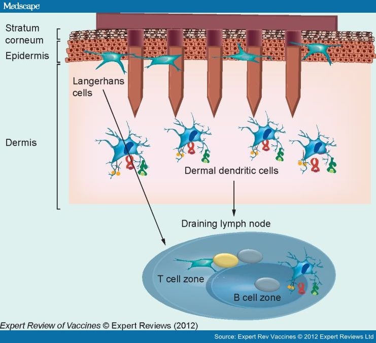 oral vaccine problem Delivery Influenza of Microneedle Vaccines and Mucosal