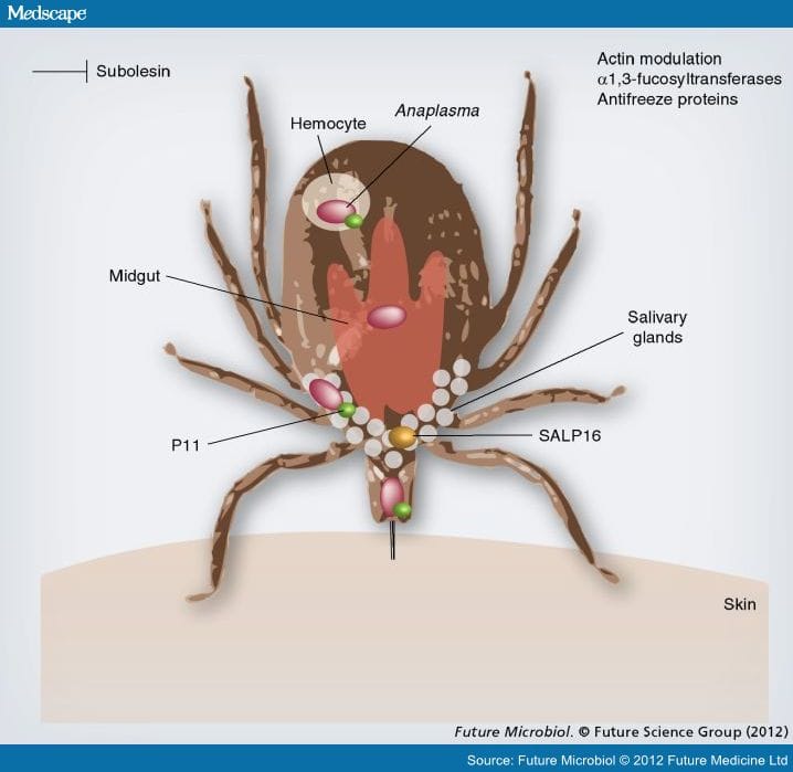 Tick Immunity A. phagocytophilum: Deceptively Simple or Simply Deceptive? - Page 4