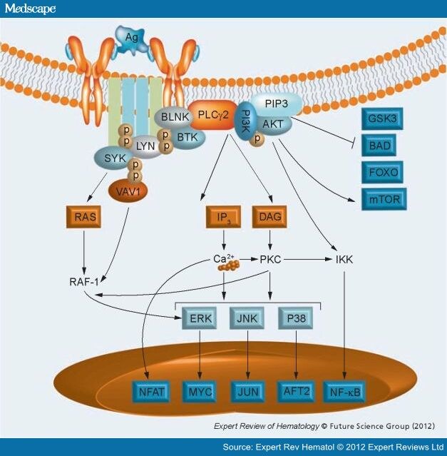 Signaling Pathways Activated By B-Cell Receptor In CLL - Page 2