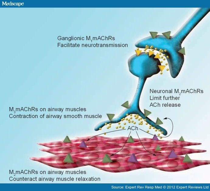 Efficacy of Anticholinergic Drugs in Asthma