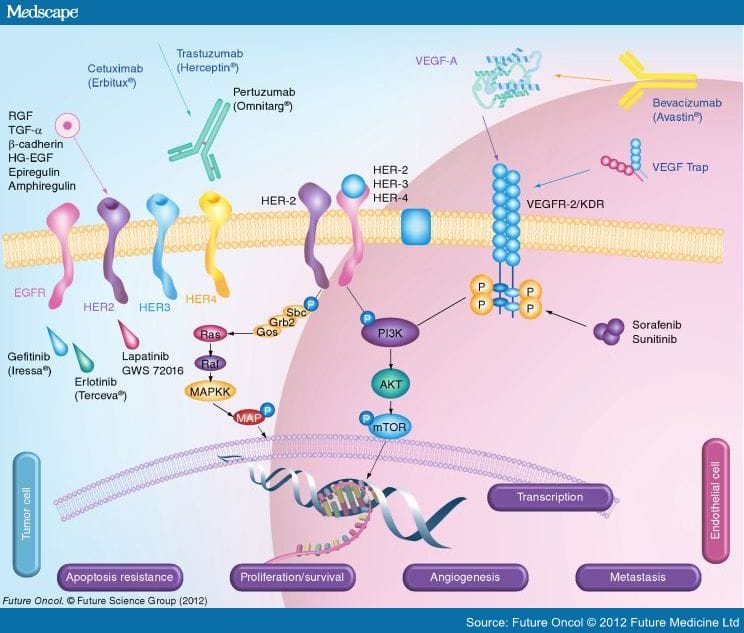 Peptide Vaccines and Cancer Immunotherapy - Page 2