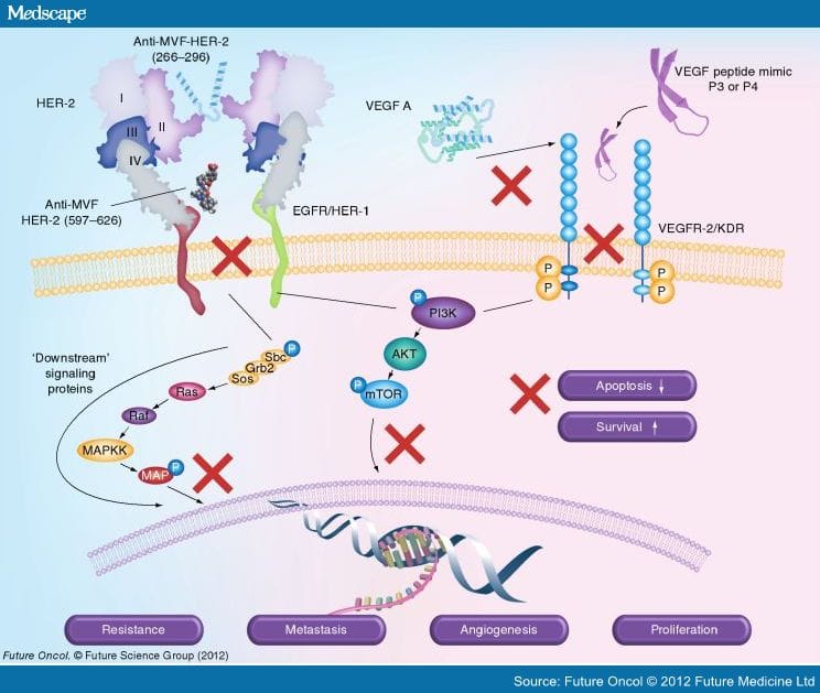 Peptide Vaccines and Cancer Immunotherapy - Page 4
