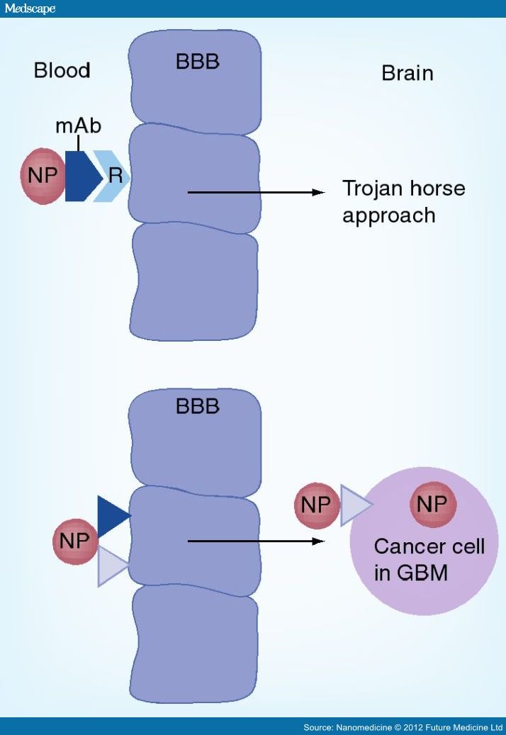 Crossing The Blood-Brain Barrier: Nanotechnology Strategies - Page 5