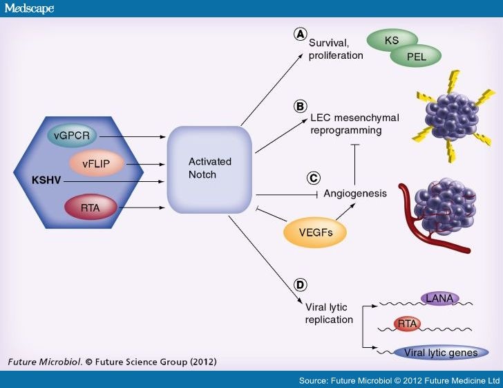 Notch Signaling And Kaposi's Sarcoma-Associated Herpesvirus