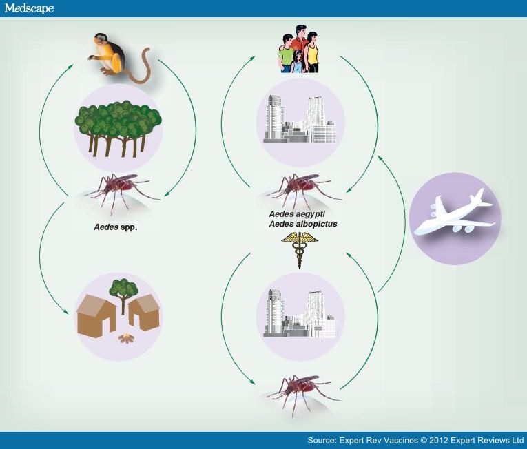 Chikungunya Virus And Prospects For A Vaccine